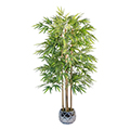bamboo plant