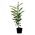 deciduous tree