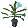 monkey puzzle tree
