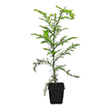 sequoia