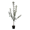 apple tree