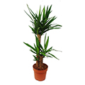 yucca