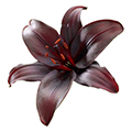 giant lily