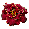 daylily