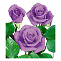 floribunda rose