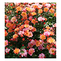 ground cover rose