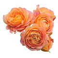English rose