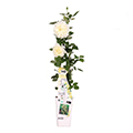 memorial rose
