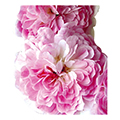climbing rose