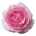 rosa arbustiva
