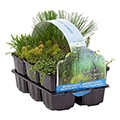 aquatic plant