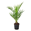 date palm