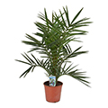 windmill palm