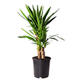 yucca palm