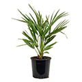 European fan palm