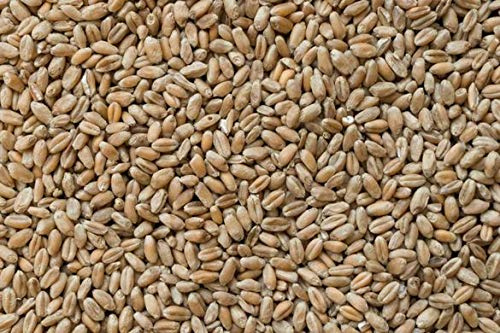 MGI DEVELOPPEMENT Aliment pour volaille et Petits Animaux - Au Choix - Qualité Professionnelle - Origine France (25 kg, BLE)
