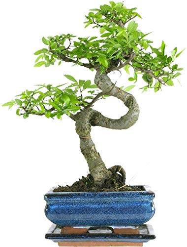 Bonsai Tree - Chinese Elm Bonsai Indoor/Outdoor Bonsai Tree S Trunk - Ceramic Pot with Matching Drip Tray - Home Office Gift.