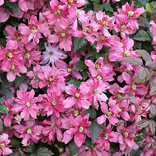 Plant Theory Clematis Broughton Star Pink Flowering Vine Climbing Plant 60cm Cane 3L Pot
