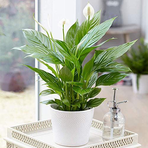 Spathiphyllum Peace Lily Indoor Plant - Air-Purifying Houseplant in Pot, Ideal for Home Office, Kitchen, Bedroom and Living Spaces, Offers Serene Beauty and Improved Air Quality (9cm Pot, 20-30cm)